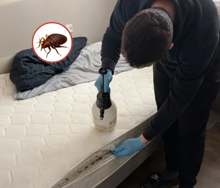 Technicien traitant un matelas contre les punaises de lit à Élancourt
